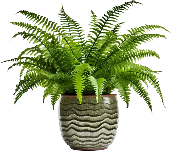 Philodendron - Image 2
