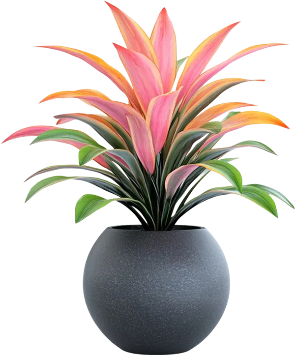 Philodendron - Image 3