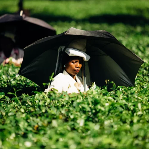 Untitled design - 2025-10-29T041244_009